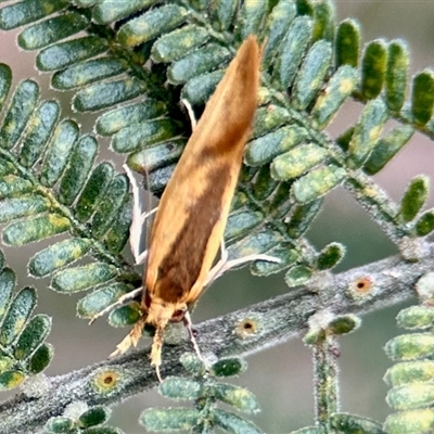 Thema psammoxantha (A concealer moth) at Aranda, ACT - 3 Dec 2024 by KMcCue