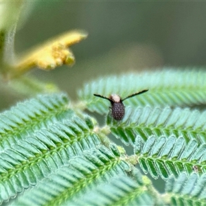 Trypetisoma digitatum (A lauxaniid fly) at Aranda, ACT by KMcCue