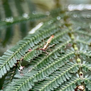 Rayieria acaciae (Acacia-spotting bug) at Aranda, ACT by KMcCue