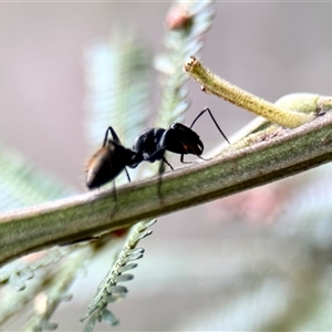 Camponotus aeneopilosus at Aranda, ACT - 3 Dec 2024