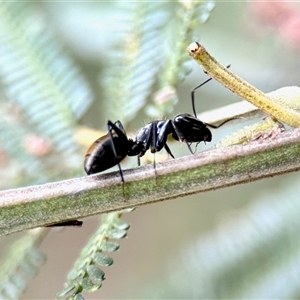 Camponotus aeneopilosus at Aranda, ACT - 3 Dec 2024