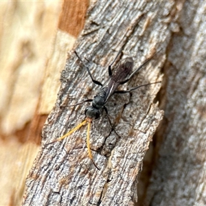 Fabriogenia sp. (genus) (Spider wasp) at Aranda, ACT by KMcCue