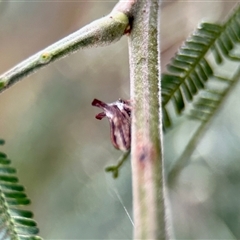 Sextius virescens at Aranda, ACT - 3 Dec 2024 by KMcCue