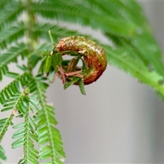 Unidentified Insect at Aranda, ACT - 3 Dec 2024 by KMcCue