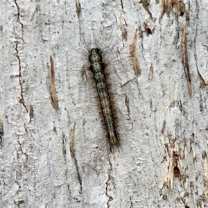 Anestia (genus) at Aranda, ACT - 3 Dec 2024