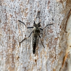 Cerdistus sp. (genus) (Slender Robber Fly) at Aranda, ACT - 3 Dec 2024 by KMcCue