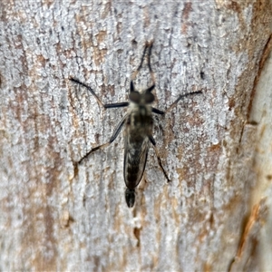 Cerdistus sp. (genus) (Slender Robber Fly) at Aranda, ACT by KMcCue