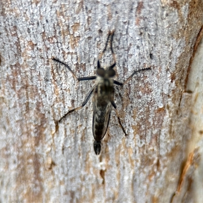 Cerdistus sp. (genus) (Slender Robber Fly) at Aranda, ACT - 3 Dec 2024 by KMcCue