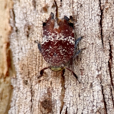 Platybrachys decemmacula (Green-faced gum hopper) at Aranda, ACT - 3 Dec 2024 by KMcCue