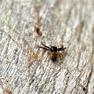 Cymbacha sp (genus) at Aranda, ACT - 3 Dec 2024