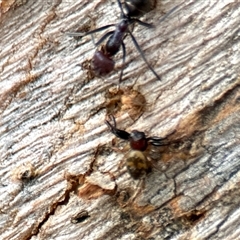 Cymbacha sp (genus) at Aranda, ACT - 3 Dec 2024