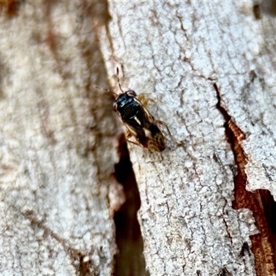 Stylogeocoris elongatus (A big-eyed bug) at Aranda, ACT - 3 Dec 2024 by KMcCue