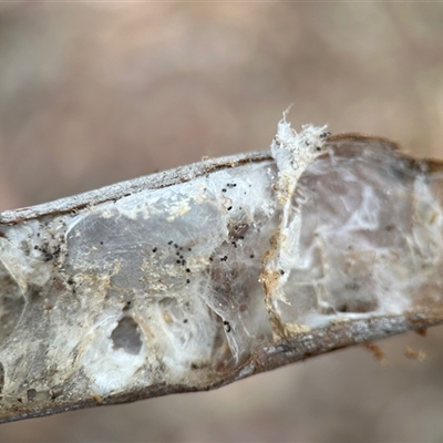 Unidentified Insect at Aranda, ACT - 3 Dec 2024 by KMcCue