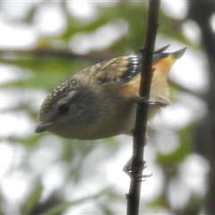 Pardalotus punctatus (Spotted Pardalote) at Aranda, ACT - 4 Dec 2024 by KMcCue