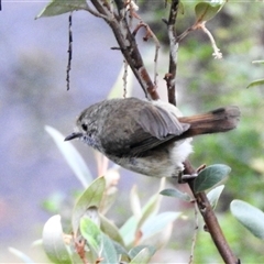 Acanthiza pusilla (Brown Thornbill) at Aranda, ACT - 4 Dec 2024 by KMcCue