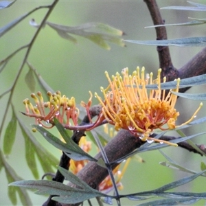 Grevillea robusta at Aranda, ACT - 3 Dec 2024 10:33 PM