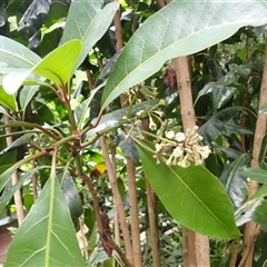 Pisonia umbellifera (Birdlime Tree) at Jamberoo, NSW - 3 Dec 2024 by plants