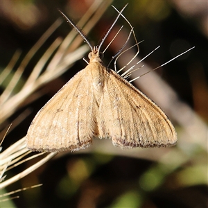 Scopula rubraria at Gundaroo, NSW - 2 Dec 2024