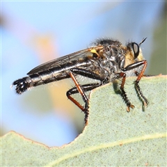 Neosaropogon sp. (genus) (A robber fly) at Gundaroo, NSW - 1 Dec 2024 by ConBoekel