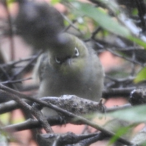 Zosterops lateralis (Silvereye) at Aranda, ACT by KMcCue