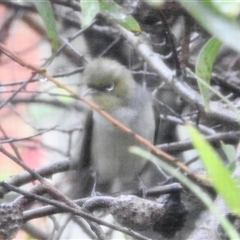 Zosterops lateralis at Aranda, ACT - 4 Dec 2024 09:00 AM