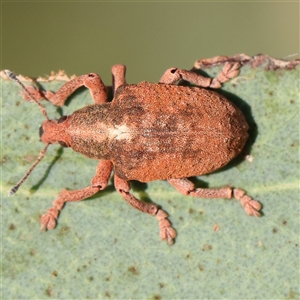 Gonipterus scutellatus (Eucalyptus snout beetle, gum tree weevil) at Gundaroo, NSW by ConBoekel