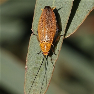 Ellipsidion humerale at Gundaroo, NSW - 2 Dec 2024