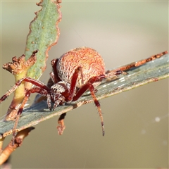 Salsa fuliginata (Sooty Orb-weaver) at Gundaroo, NSW - 1 Dec 2024 by ConBoekel