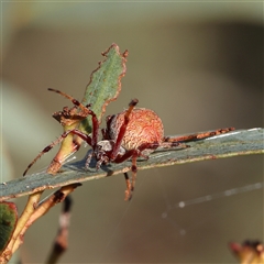 Salsa fuliginata at Gundaroo, NSW - 2 Dec 2024