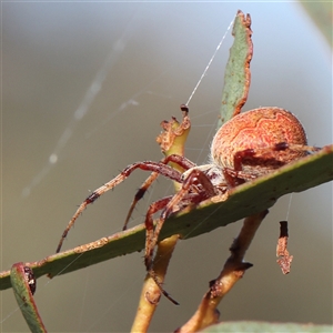 Salsa fuliginata at Gundaroo, NSW - 2 Dec 2024