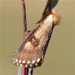 Epicoma contristis at Gundaroo, NSW - 1 Dec 2024 by ConBoekel