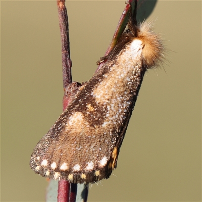 Epicoma contristis at Gundaroo, NSW - 1 Dec 2024 by ConBoekel