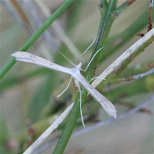 Platyptilia celidotus (Plume Moth) at Gundaroo, NSW by ConBoekel