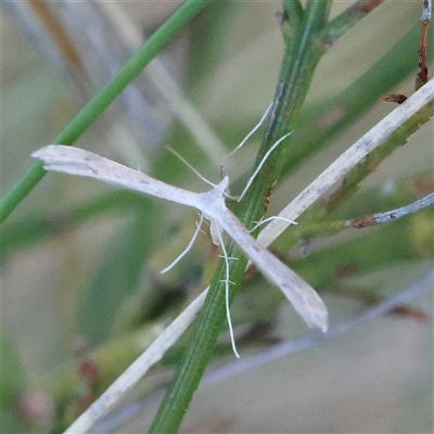 Unidentified Moth (Lepidoptera) at Gundaroo, NSW - 1 Dec 2024 by ConBoekel