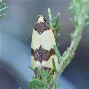 Chrysonoma fascialis (A Concealer moth (Wingia group) at Gundaroo, NSW by ConBoekel