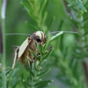 Chrysonoma fascialis at Gundaroo, NSW - 2 Dec 2024