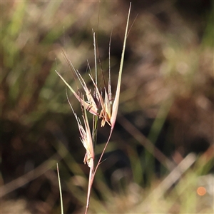 Themeda triandra at Gundaroo, NSW - 2 Dec 2024