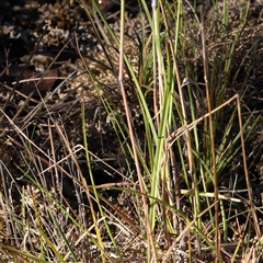 Themeda triandra at Gundaroo, NSW - 2 Dec 2024