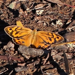 Heteronympha merope (Common Brown Butterfly) at Gundaroo, NSW - 1 Dec 2024 by ConBoekel