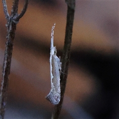 Plutella xylostella at Gundaroo, NSW - 1 Dec 2024 by ConBoekel