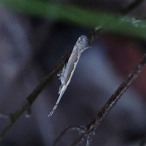 Plutella xylostella at Gundaroo, NSW - 2 Dec 2024