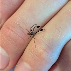 Stephanopis barbipes (Brush-legged crab spider) at Mount Kembla, NSW - 4 Dec 2024 by BackyardHabitatProject