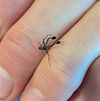 Stephanopis barbipes (Brush-legged crab spider) at Mount Kembla, NSW - 4 Dec 2024 by BackyardHabitatProject