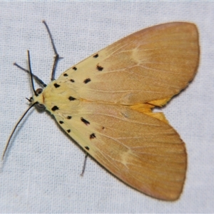 Asota iodamia (An Eribid moth (Aganainae)) at Sheldon, QLD by PJH123