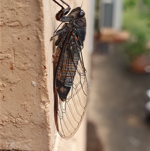 Yoyetta australicta (Southern Ticking Ambertail) at Weston, ACT by jmcleod