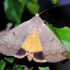 Ophiusa disjungens (Guava Moth) at Sheldon, QLD - 16 Jan 2008 by PJH123