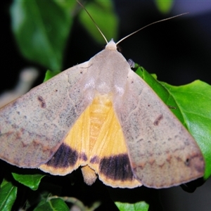 Ophiusa disjungens (Guava Moth) at Sheldon, QLD by PJH123