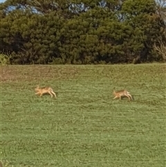 Lepus capensis at Lyons, ACT - 4 Dec 2024 06:20 AM