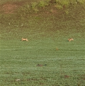 Lepus capensis at Lyons, ACT - 4 Dec 2024 06:20 AM