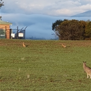 Lepus capensis at Lyons, ACT - 4 Dec 2024 06:20 AM